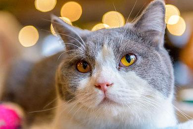 雅达利经典登月游戏重置版《超越登月者》现已在Steam平台正式发售